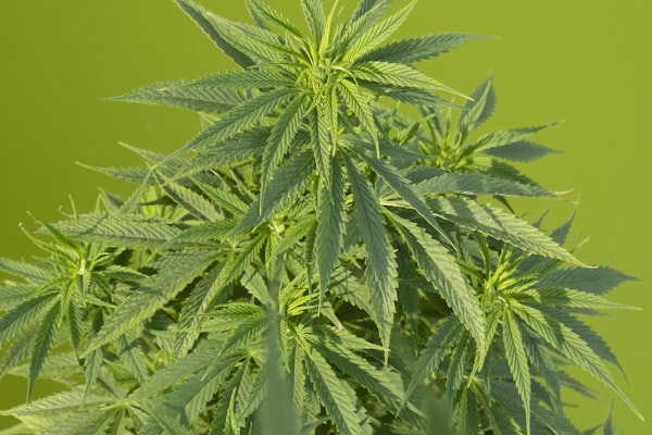 Lush green medicinal plant foliage